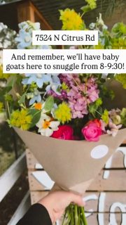 Loved stopping by Sarah’s flower stand in Waddell this morning where she had her baby goats out for everyone to hold and love on while they grabbed a gorgeous locally grown bouquet of flowers 💐@nest.in.the.west I love all that God is doing through your passion for sharing the joy of flowers with this West Valley community 🧡 I also love seeing your sweet #homebirth baby grow up🥰  #flowerfarm #westvalleyaz #homebirthmama #supportlocalbusiness